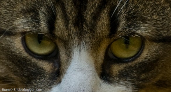 eye-of-the-tiger
