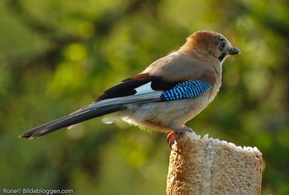 Nøtteskrike - Garrulus glandarius